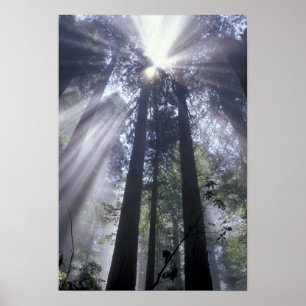 Poster NA, États-Unis, Californie. Del Norte Coast State