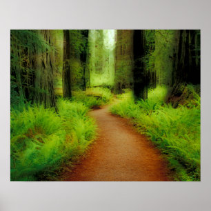 Poster NA, États-Unis, Californie, Jedediah Smith Redwood