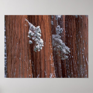 Poster NA, États-Unis, Californie. Parc national de Sequo