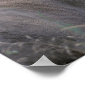 Poster NA, États-Unis, État de Washington, Cerf à queue b (Coin)