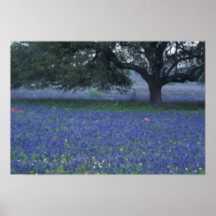 Poster NA, Texas, Devine, Chêne et bleuets