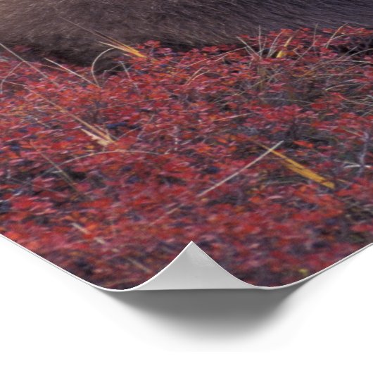 Poster NA, USA, Alaska, Denali NP. Grizzly (Coin)