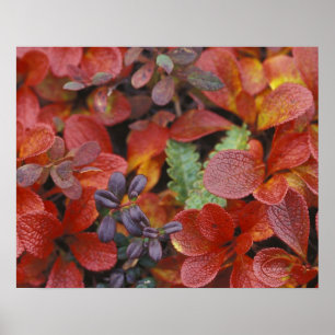 Poster NA, USA, Alaska. Le Parc national de Denali. Bearb