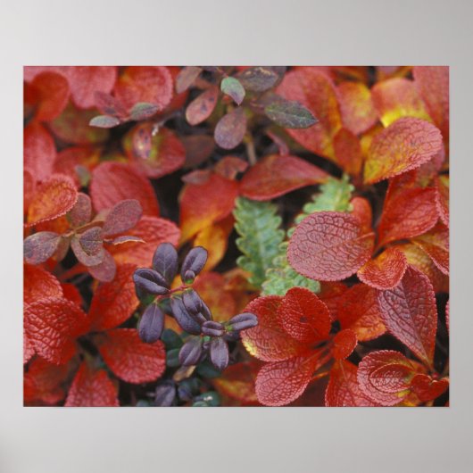 Poster NA, USA, Alaska. Le Parc national de Denali. Bearb (Devant)