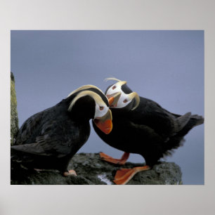 Poster NA, USA, Alaska, Mer de Béring, Pribilofs. Tufé