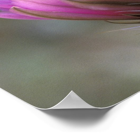 Poster NA, USA, Arizona, désert de Sonoran. Hérisson (Coin)