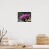 Poster NA, USA, Arizona, désert de Sonoran. Hérisson (Cuisine)