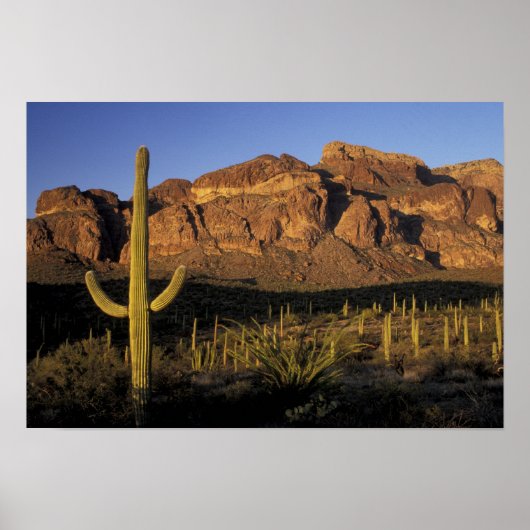 Poster NA, USA, Arizona. Organ Pipe Cactus National 2 (Devant)