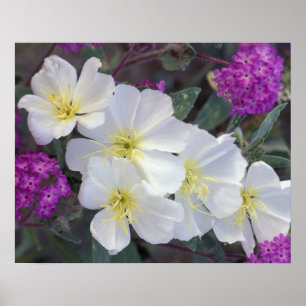 Poster NA, USA, Californie, Anza Borrego Desert State