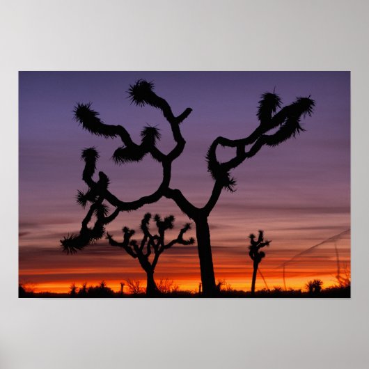 Poster NA, USA, Californie. Joshua Tree National (Devant)