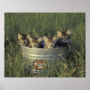 Poster NA, USA, Floride, Floride rurale. Enfant de huit s