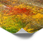 Poster NA, USA, Washington, Fall Aspen Trees le long (Coin)