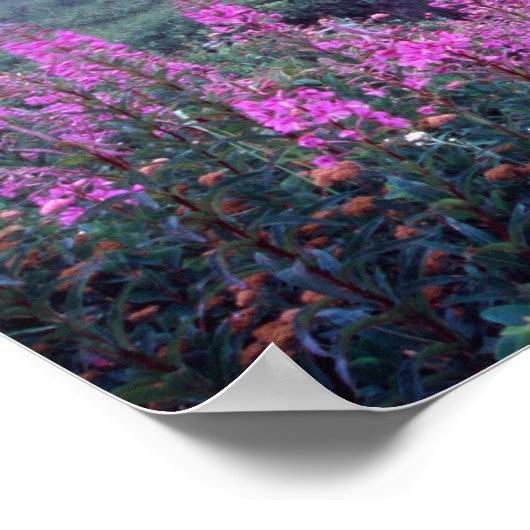 Poster NA, USA, Washington, Foggy Alpine Meadow, Mt. (Coin)