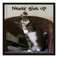 N'abandonnez jamais - Chat chasse souris