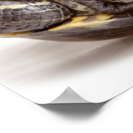 Poster N'abandonnez pas les encouragements envers la tort (Coin)