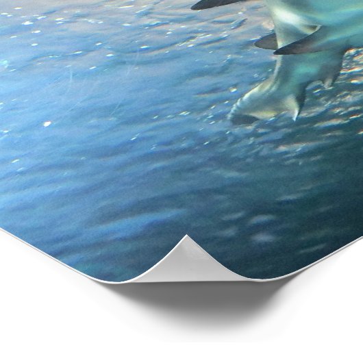 Poster Nage de requin dans l'eau bleue (Coin)