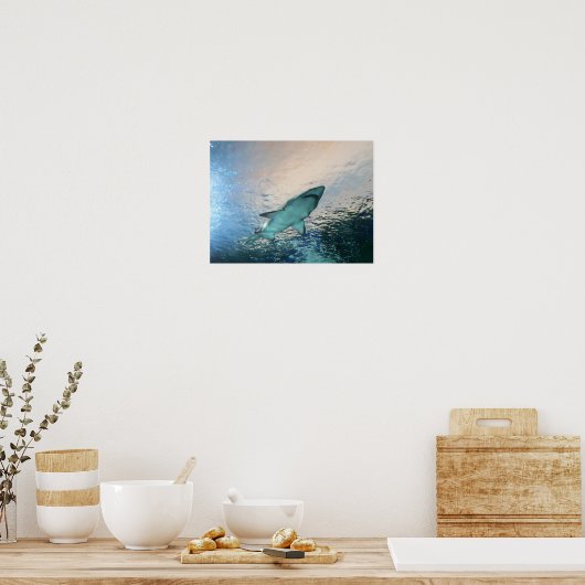 Poster Nage de requin dans l'eau bleue (Cuisine)