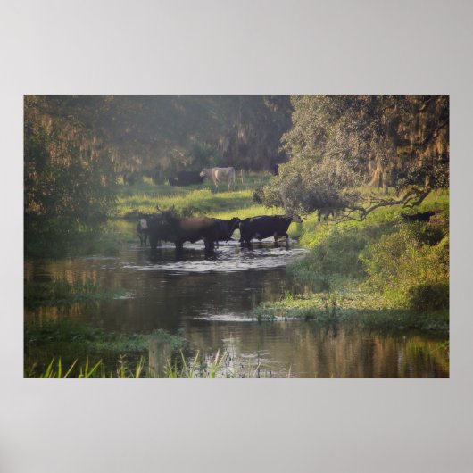 Poster Nage matinale (Devant)