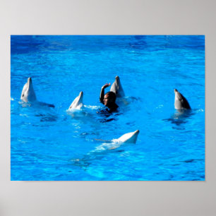 Poster Nager avec cinq dauphins en Espagne