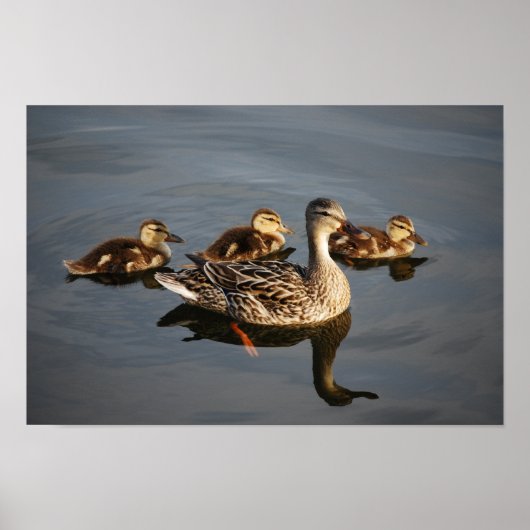 Poster Nager avec maman (Devant)