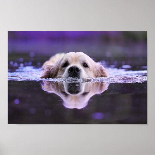 Poster Nager Golden Retriever (Devant)