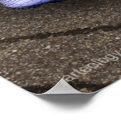 POSTER NAISSANCE BLEU (Coin)