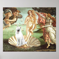 Naissance du berger allemand Vénus-Blanc