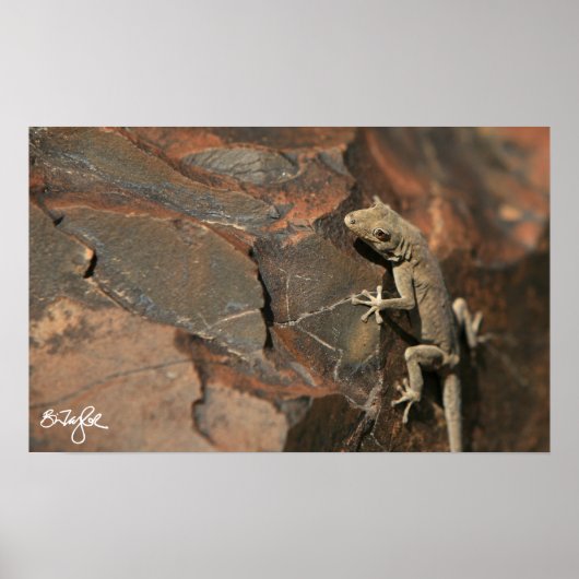 Poster Namib Day Gecko (Bradfield) (Devant)