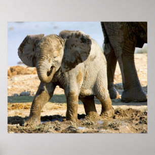 Poster Namibie, Afrique : bébé éléphant d'Afrique
