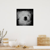 Poster Napping Maltipoo (Cuisine)