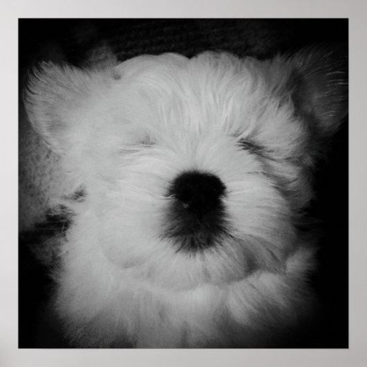 Poster Napping Maltipoo (Devant)