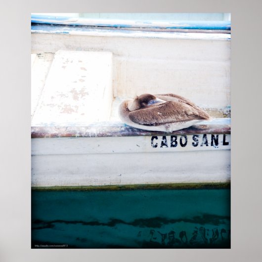 Poster Napping Pelican (Devant)