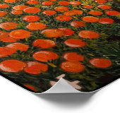 Poster Naranjas de Valencia Peinture d'Alfred Fox (Coin)