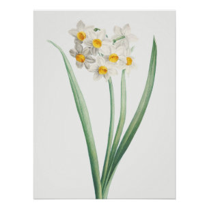 Poster Narcisse, Pierre-Joseph Redouté, 1805