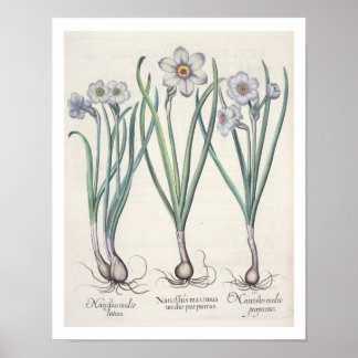 Poster Narcissi: 1.Narcissus maximus medio purpureus; 2.N