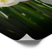 Poster Narcissus Daffodils (Coin)