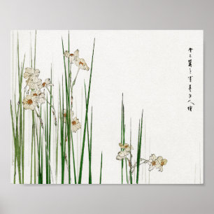 Poster Narcissus jonquilla Flower, Watanabe Seitei
