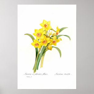 Poster Narcissus tazetta