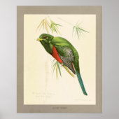 Poster Narina Trogon (Devant)