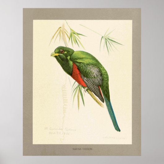 Poster Narina Trogon (Devant)