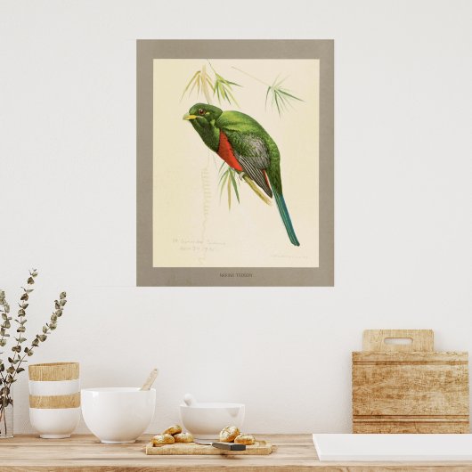 Poster Narina Trogon (Cuisine)