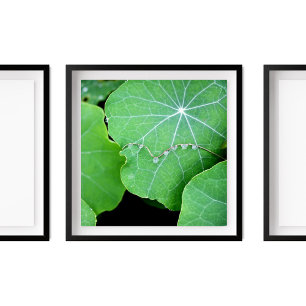 Poster Nasturtium Feuilles Perle d'eau gouttes de photogr