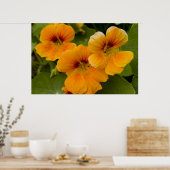 Poster Nasturtiums (Cuisine)