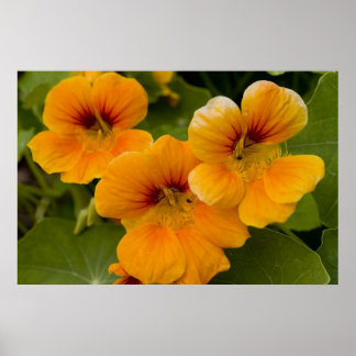 Poster Nasturtiums