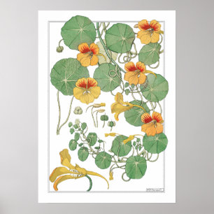 Poster Nasturtiums jaunes   Antique Lithographie 1896