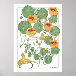 Poster Nasturtiums jaunes | Antique Lithographie 1896