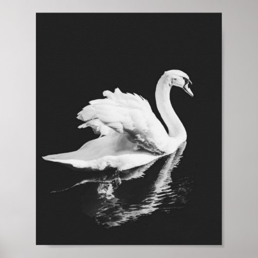 Poster Natation de Swan noir et blanc (Devant)