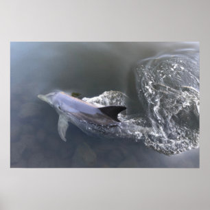 Poster Natation des dauphins