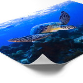 Poster Natation Tortue de mer dans l'eau bleue (Coin)