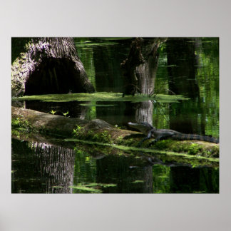 Poster Natchez Trace Gator (1)